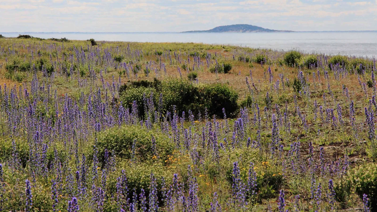 Neptune's Stone Fields