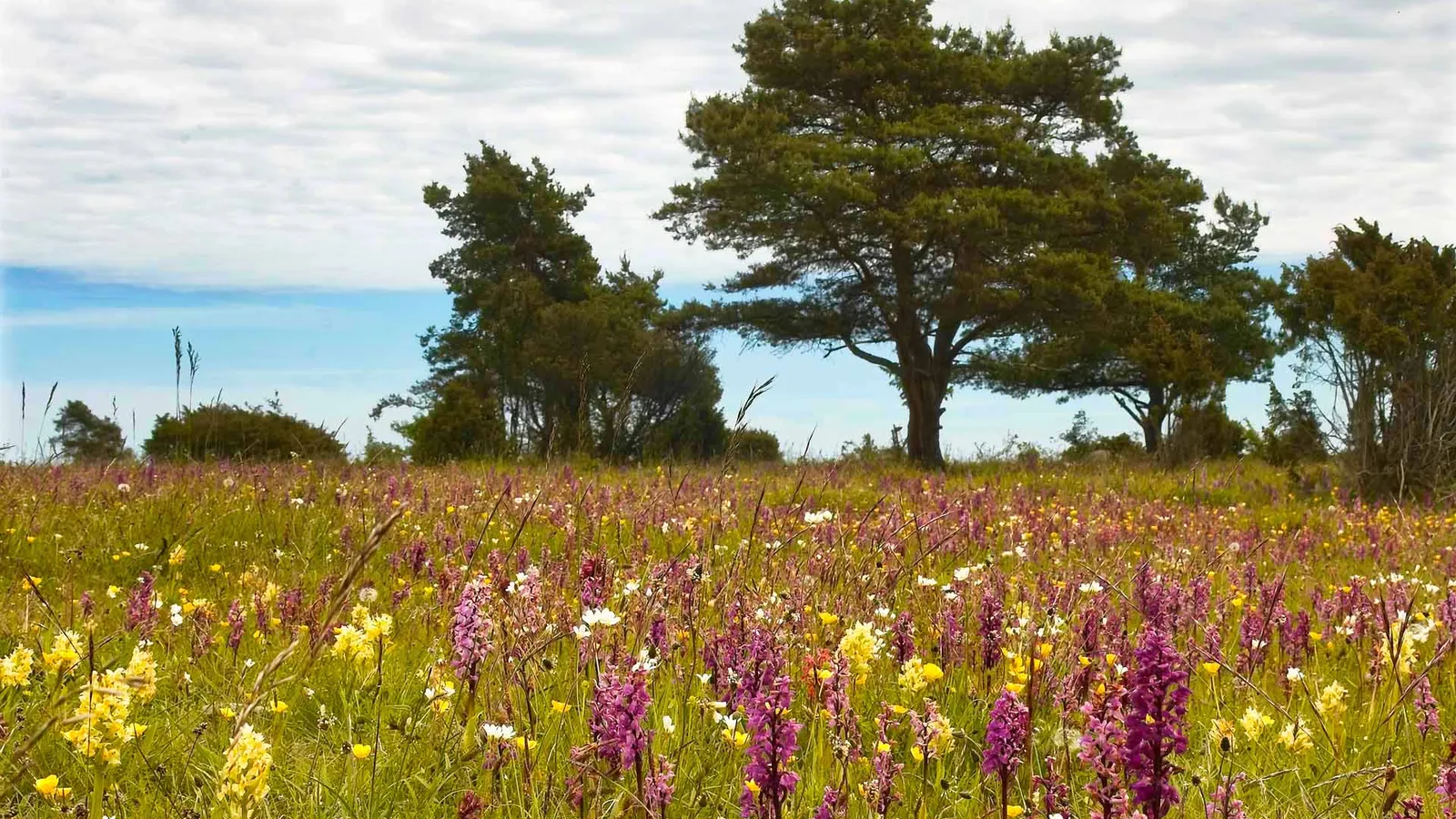 Sweden's Orchid Island