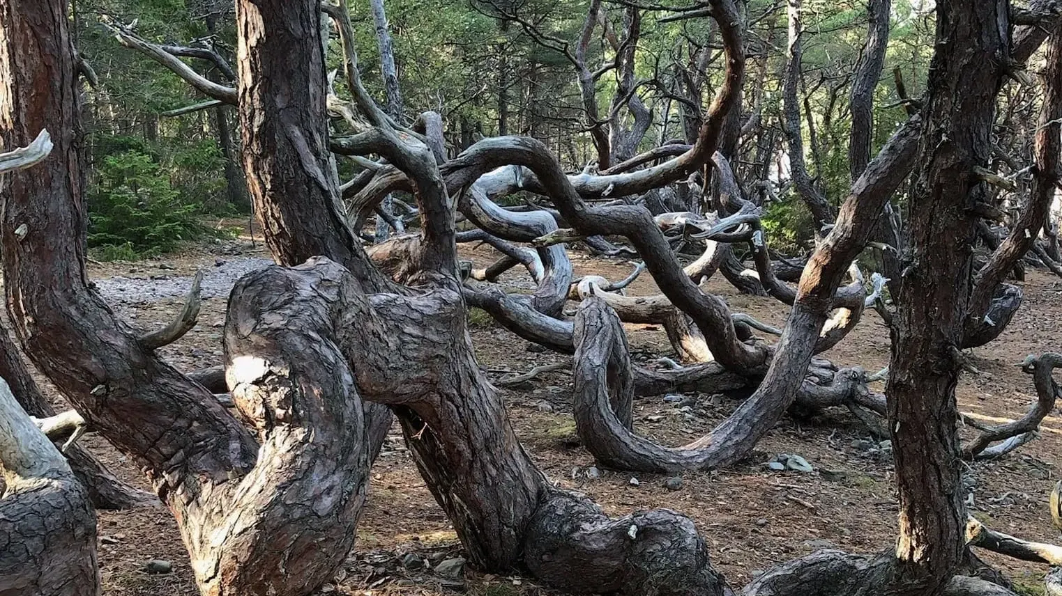 A Fairy-Tale Forest at the Edge of the Sea